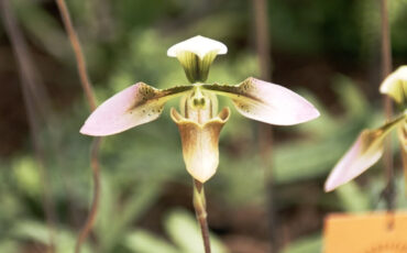 Video Review: Pentax K-3 - at the orchid exhibition