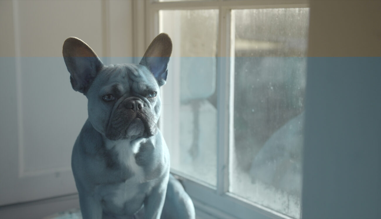 Atomos fixes Shogun blue flash error when recording 4K