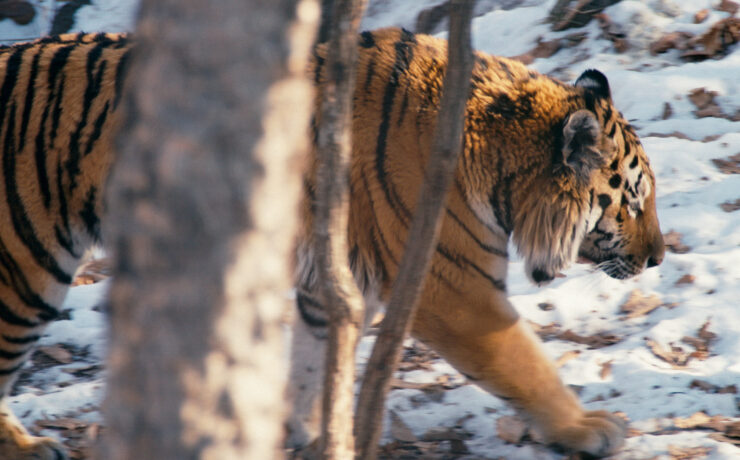 SUNDANCE 2019: Spotlight DP Matt Porwoll - "Tigerland"