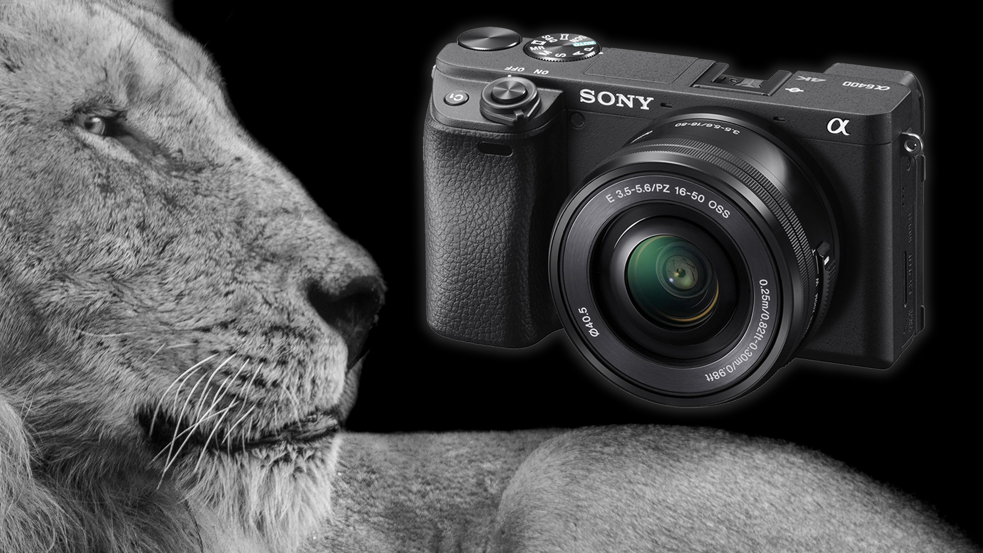 Firmware 2.0 para Sony a6400 permite enfoque automático en ojos de animales en tiempo real