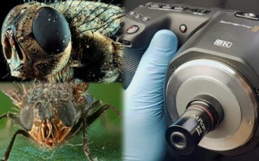 Cómo adaptar los lentes de microscopio a la BMPCC 6K para obtener increíbles fotografías macro