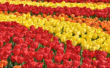 Why Using a Photo Wallpaper Can Become Expensive